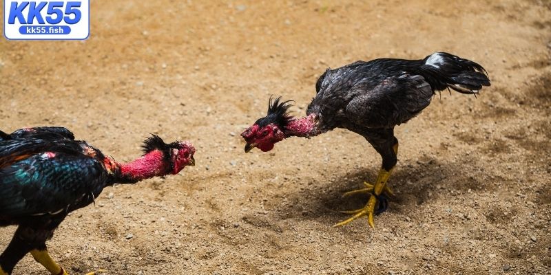 Sơ lược về sảnh đá gà KK55